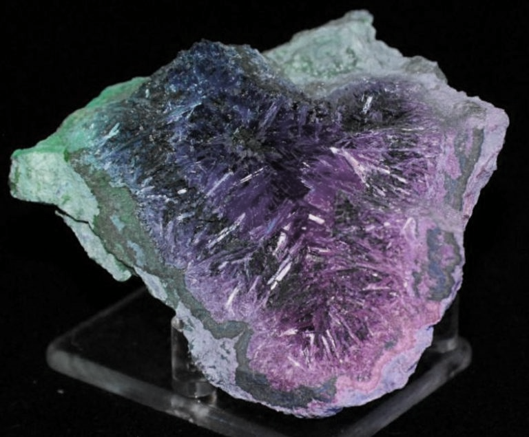 Mycketransigium thumbnail